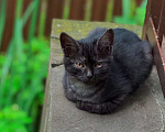 Кошки в Москве: Ищут дом 2 чудесных котенка. Мальчик, Бесплатно - фото 5