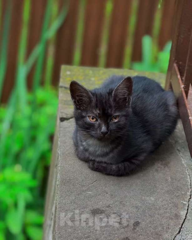 Кошки в Москве: Ищут дом 2 чудесных котенка. Мальчик, Бесплатно - фото 5
