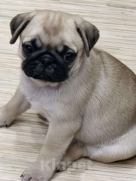 Собаки в Чите: Очаровательные щенки мопса Девочка, 45 000 руб. - фото 2