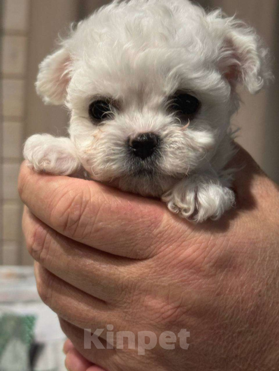 Собаки в Костроме: Китайский Мини Бишон Девочка, 50 000 руб. - фото 3