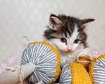 Кошки в Санкт-Петербурге: Котенок Фисташка Девочка, 1 000 руб. - фото 2