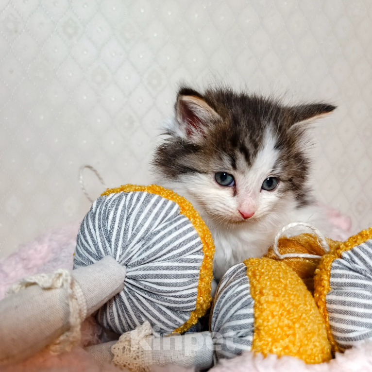 Кошки в Санкт-Петербурге: Котенок Фисташка Девочка, 1 000 руб. - фото 2