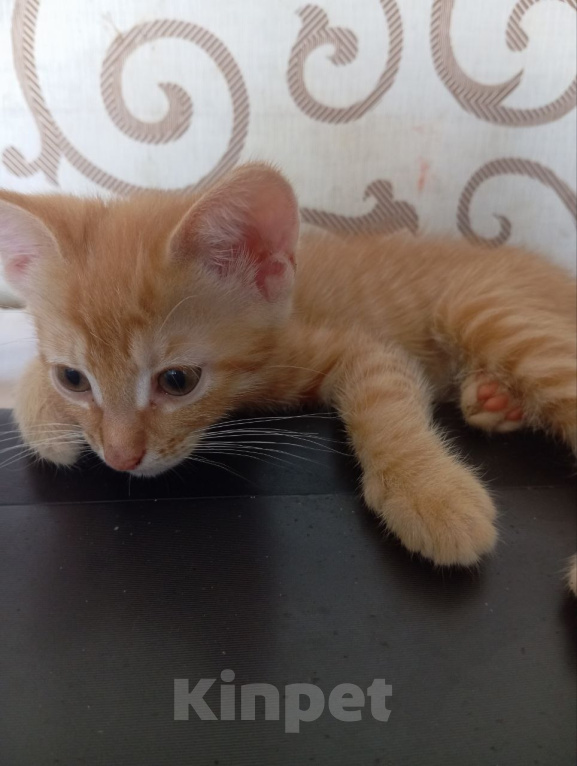 Кошки в Санкт-Петербурге: РЫЖИЙ КОТЕНОК ДЕВОЧКА Девочка, Бесплатно - фото 2