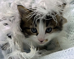 Кошки в Ногинске: Котенок мальчик в добрые руки Мальчик, Бесплатно - фото 3