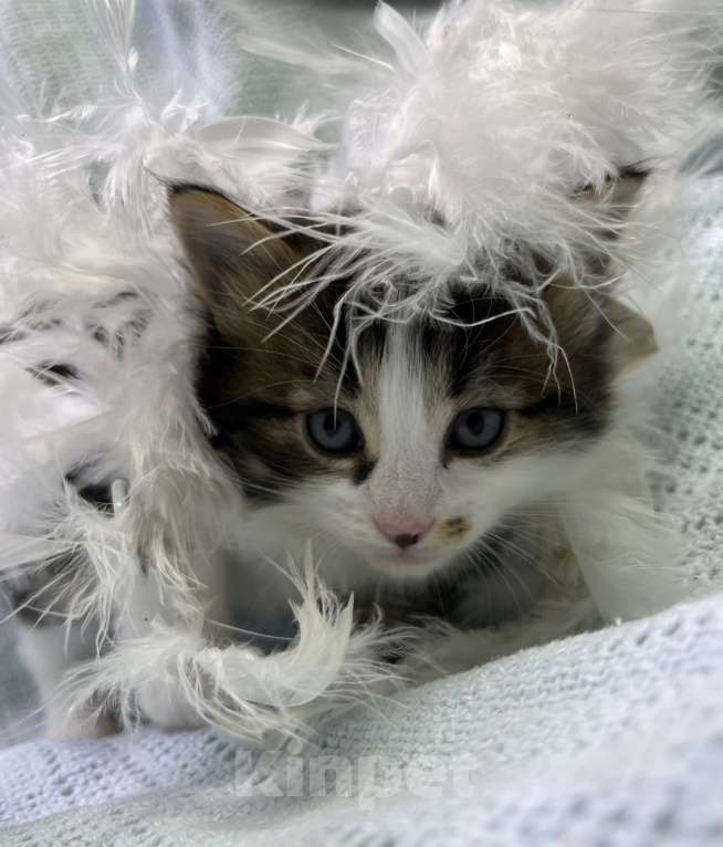 Кошки в Ногинске: Котенок мальчик в добрые руки Мальчик, Бесплатно - фото 3