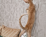 Кошки в Подольске: Нежный Персик Мальчик, 65 000 руб. - фото 5