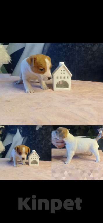 Собаки в Липецке: Щенки Девочка, Бесплатно - фото 2