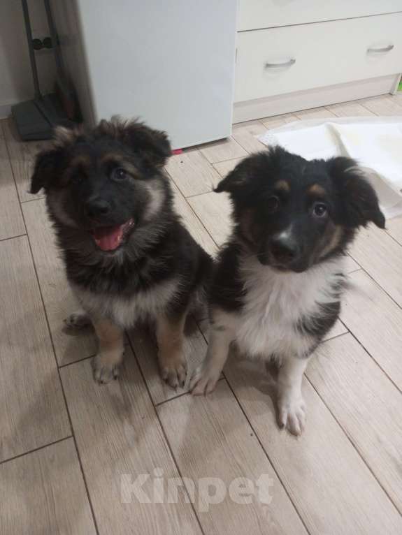 Собаки в других городах Московской области: Щенок в добрые руки Мальчик, Бесплатно - фото 10