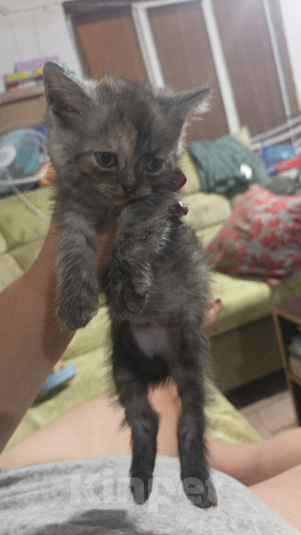 Кошки в Рязани: Котёнок девочка Девочка, 3 000 руб. - фото 1
