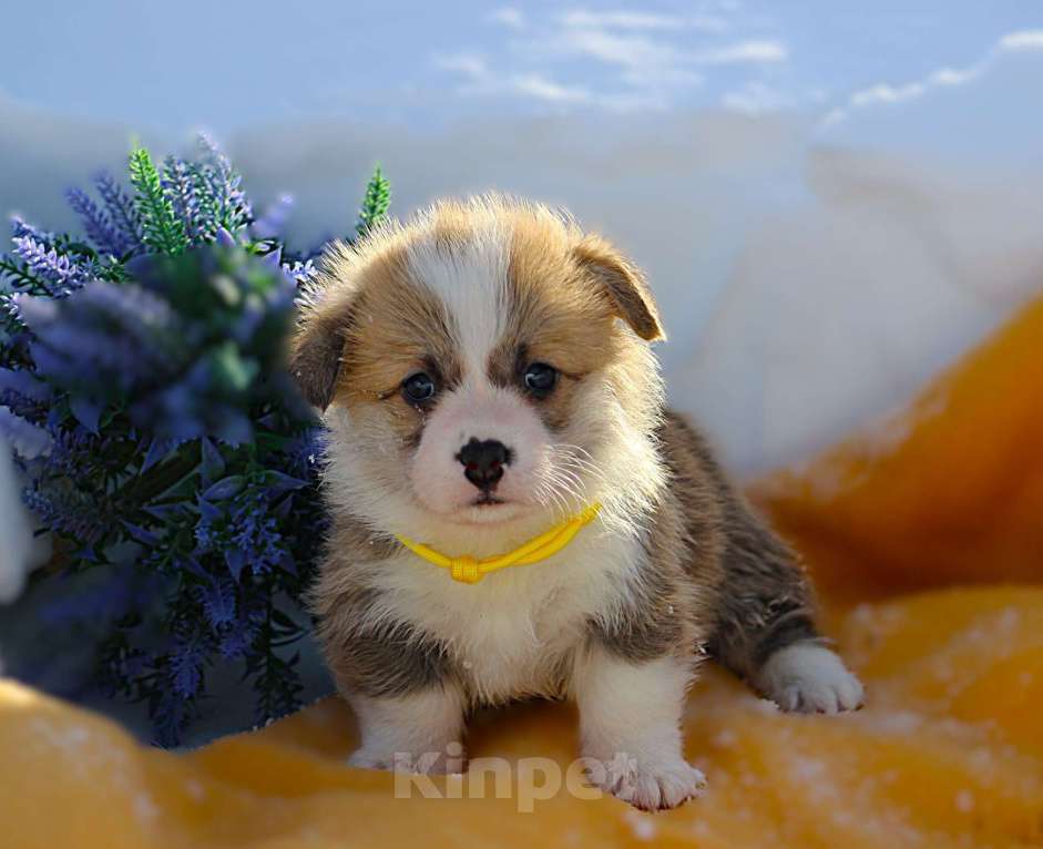 Собаки в других городах Московской области: Щенок кобель вельш корги пемброк Мальчик, 65 000 руб. - фото 4