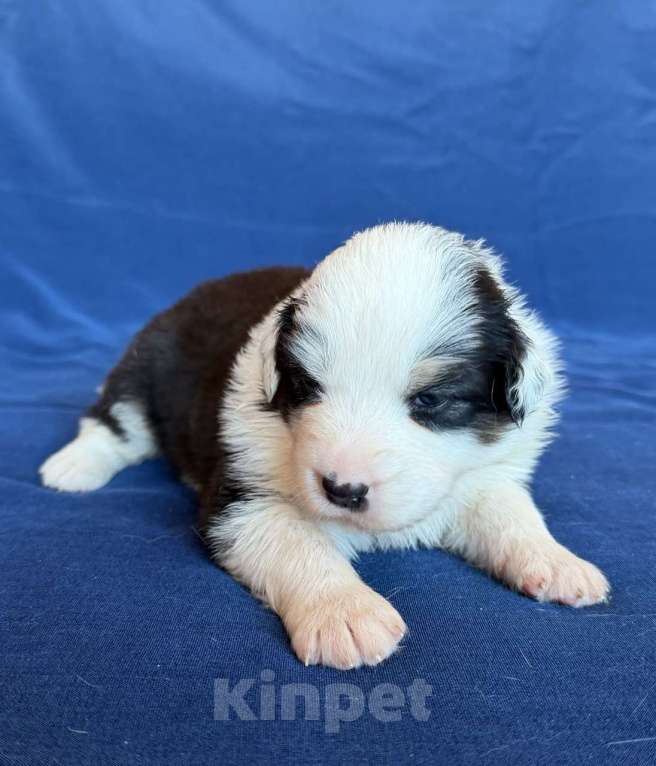 Собаки в других городах Новосибирской области: Щенки австралийской овчарки Девочка, Бесплатно - фото 1