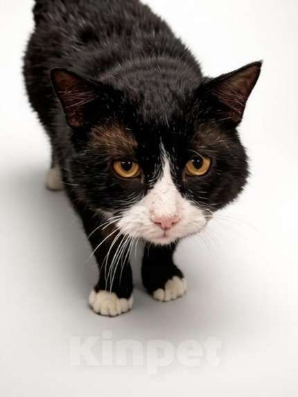 Кошки в Владимире: Тимофей ищет дом. Мальчик, Бесплатно - фото 2