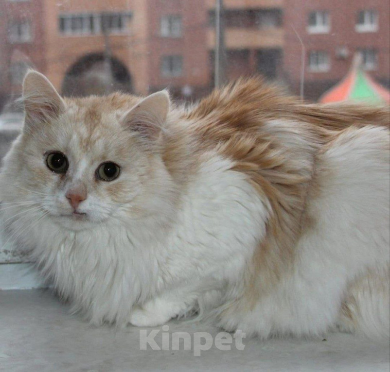 Кошки в Москве: Сладкий Персик мечтает о доме Мальчик, Бесплатно - фото 2