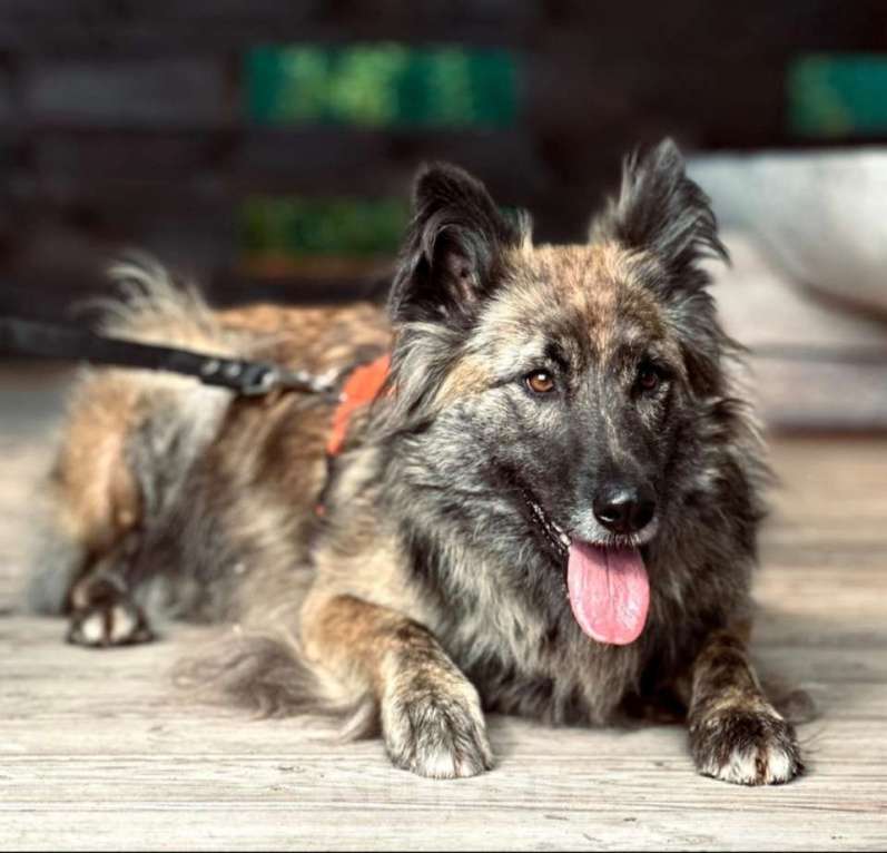 Собаки в Москве: Пушистая красавица собака Дюша в добрые руки Девочка, 1 руб. - фото 2