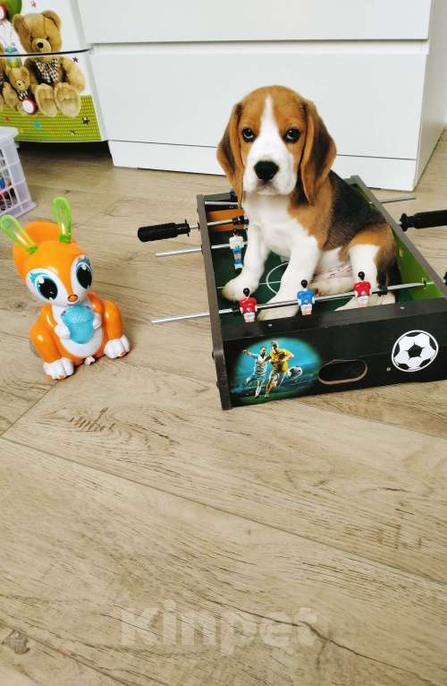 Собаки в Барнауле: Продам Бигля Мальчик, 25 000 руб. - фото 7