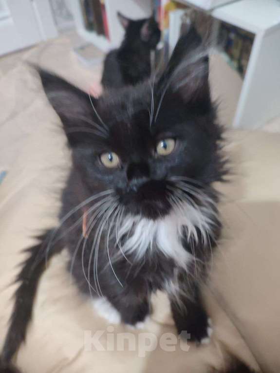 Кошки в Смоленске: котята мейн кун Девочка, 10 000 руб. - фото 1