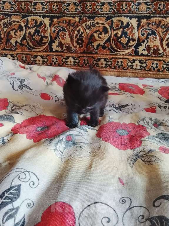 Кошки в других городах Тульской области: Продаю котят Девочка, Бесплатно - фото 2