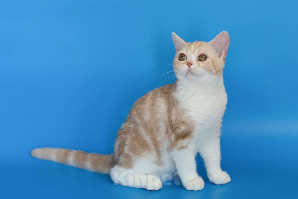 Кошки в Москве: Американский короткошерстный котенок. Мальчик, 65 000 руб. - фото 1