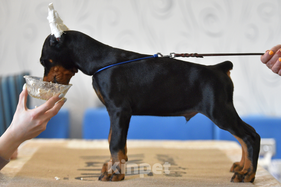 Собаки в Москве: Готов к переезду Девочка, 100 000 руб. - фото 2
