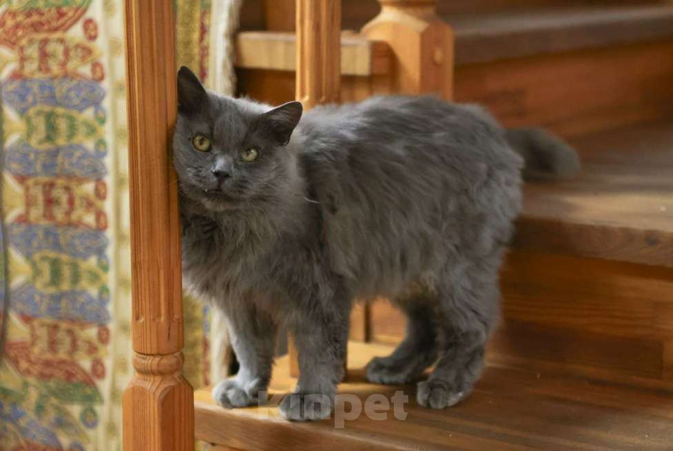 Кошки в Москве: Шикарный Дымок - метис нибелунга (1,5 г.) в дар Мальчик, Бесплатно - фото 4