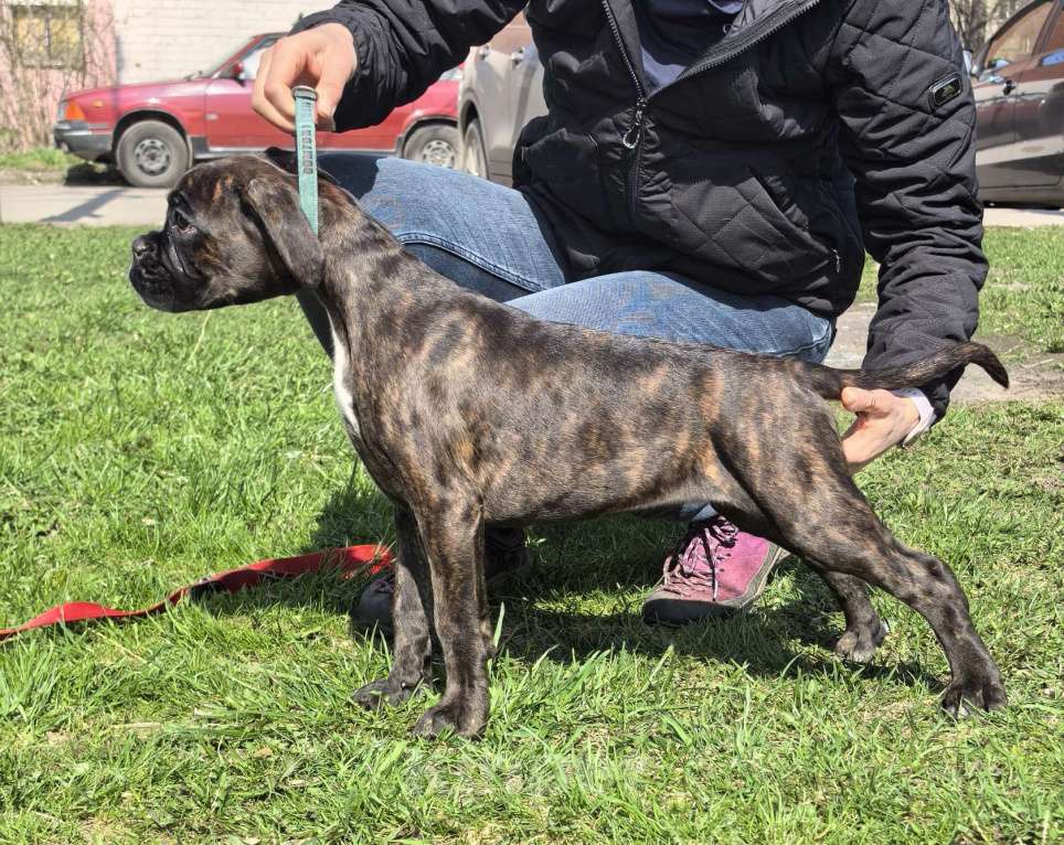 Собаки в Электростали: Щенок немецкого боксёра Девочка, Бесплатно - фото 2