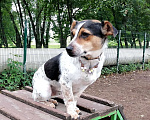 Собаки в Москве:  Санчо маленький удалец в поисках семьи Мальчик, 10 руб. - фото 3