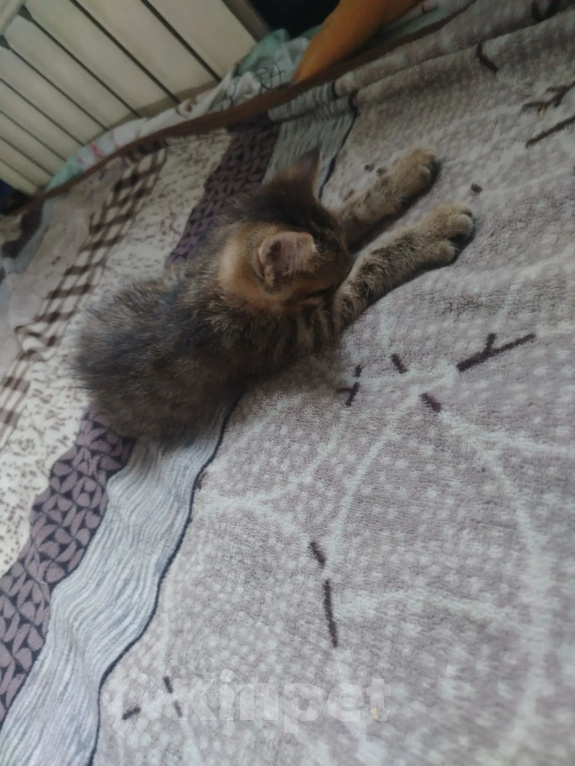 Кошки в Чите: Отдам котёнка в добрые руки Девочка, Бесплатно - фото 2