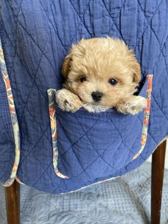 Собаки в Москве: Девочка микро мальтипу Девочка, 300 руб. - фото 4