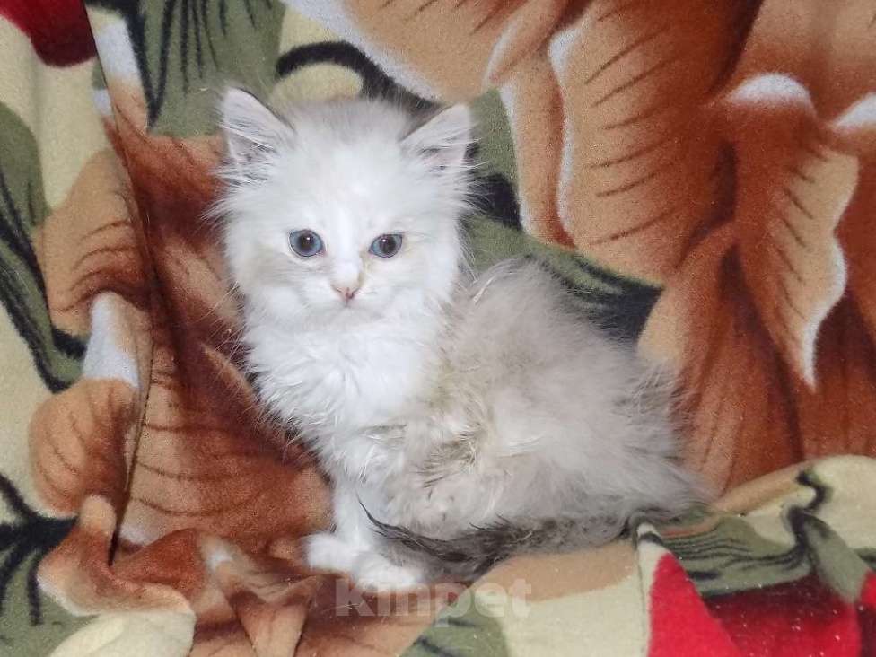 Кошки в Москве: Сладкие девочки рэгдолл Девочка, 30 000 руб. - фото 8