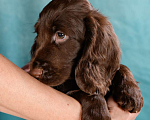 Собаки в Красногорске: Филд Спаниель щенок Мальчик, Бесплатно - фото 4