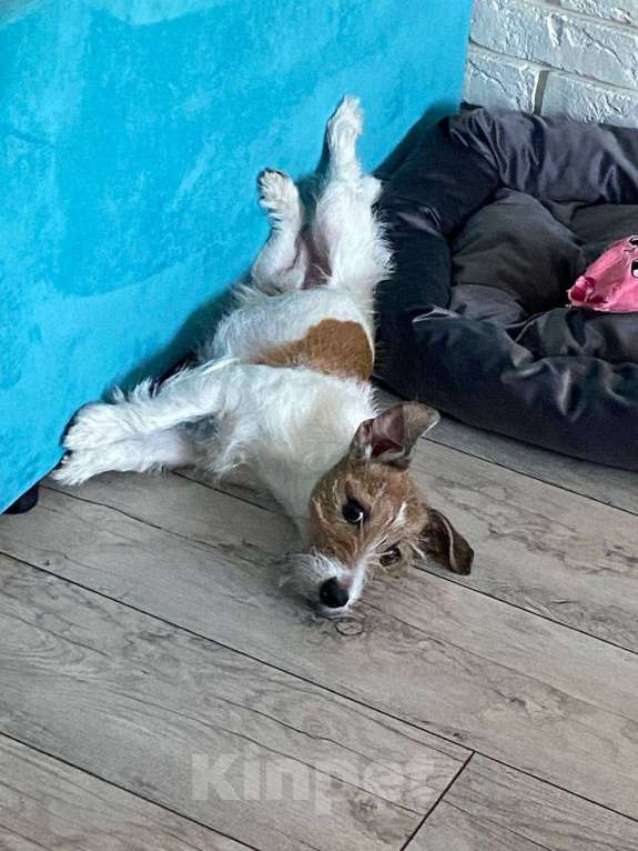 Собаки в Владивостоке: потерялась собака Мальчик, Бесплатно - фото 2