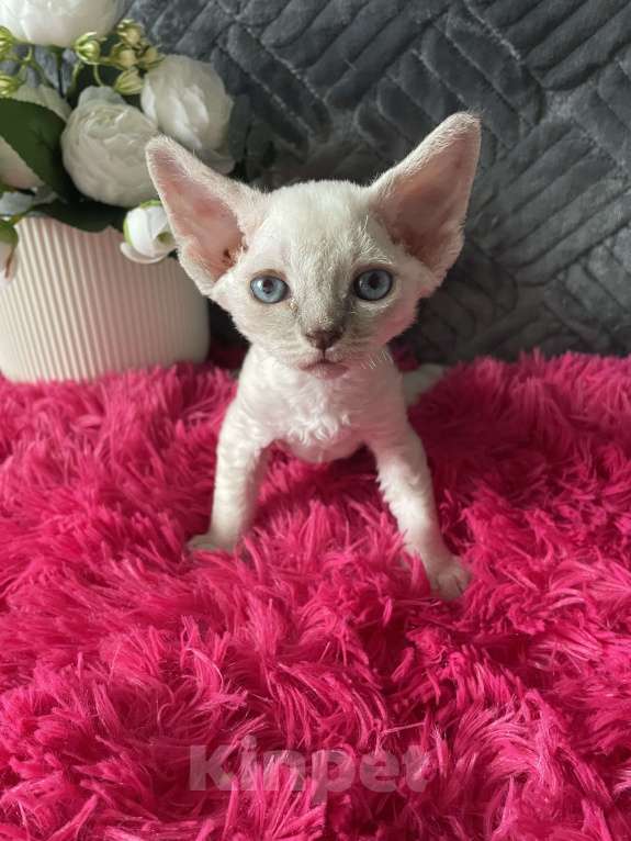 Кошки в Москве: Котенок Девон Рекс мальчик с голубыми глазами Мальчик, 60 000 руб. - фото 1