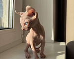 Кошки в Самаре: Сфинкс эльф Мальчик, Бесплатно - фото 4