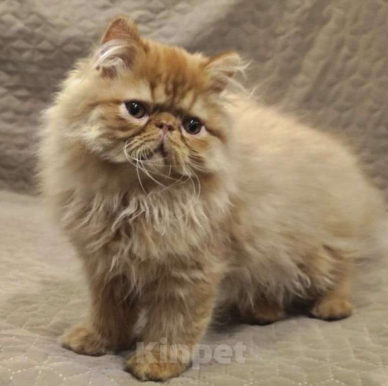 Кошки в Сургуте: Котёнок Персидский, рыжий, 3 месяца. Мальчик, 45 000 руб. - фото 1