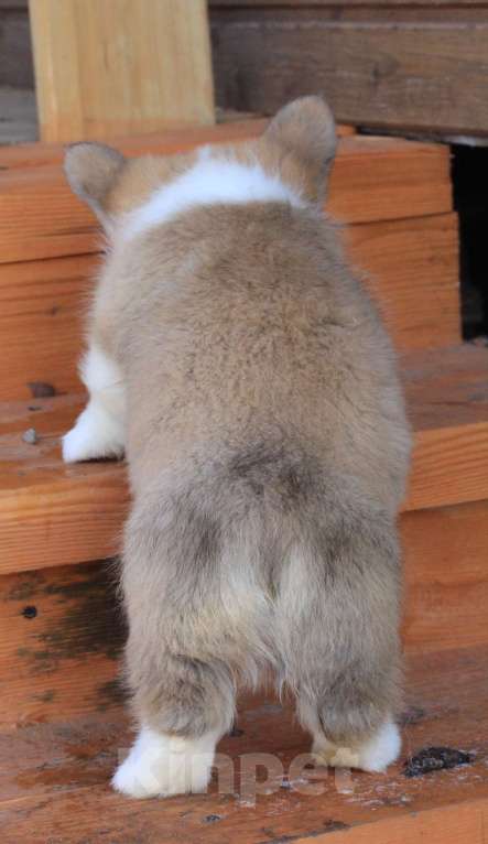 Собаки в Москве: Аманси Бранль Мальчик, 75 000 руб. - фото 9