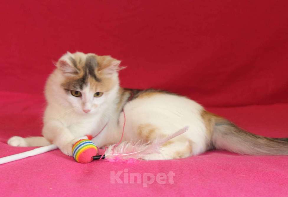 Кошки в Москве: Пушистый трехцветный котёнок Мила в добрые руки Девочка, 1 руб. - фото 8