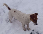 Собаки в Солнечногорске: Пропала собака Мальчик, 1 руб. - фото 4