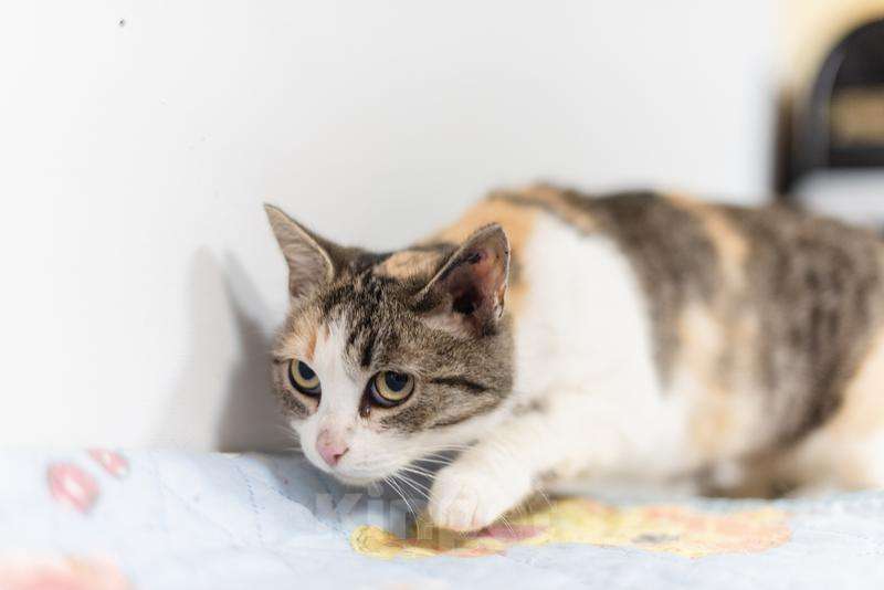 Кошки в Москве: Изящная кошечка Афина ищет семью. Девочка, Бесплатно - фото 2