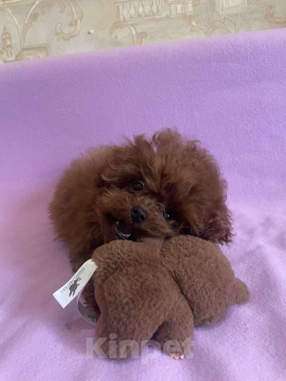 Собаки в Геленджике: Тедди пудель Китай 🇨🇳  Девочка, 380 000 руб. - фото 3