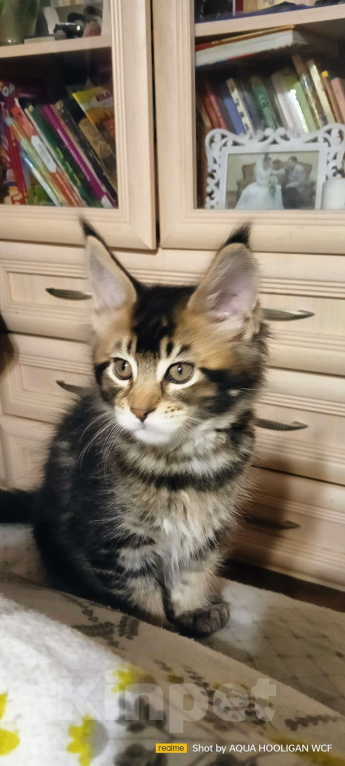 Кошки в Санкт-Петербурге: Бриллиант Аква Хулиган Девочка, 65 000 руб. - фото 2