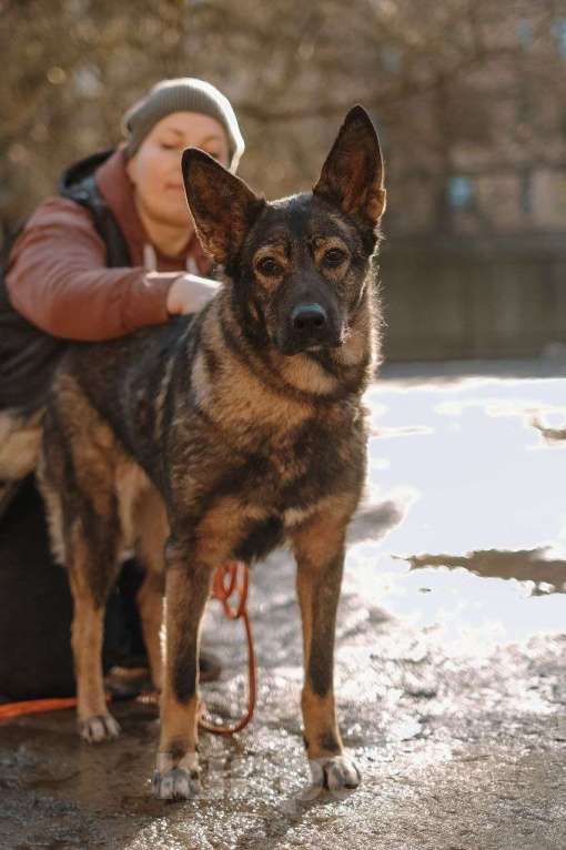 Собаки в Всеволожске: Собачка Боня очень хочет стать домашней Девочка, Бесплатно - фото 1