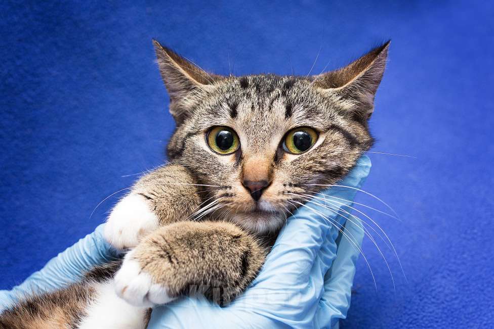 Кошки в Москве: Гоняли всем двором... Девочка, Бесплатно - фото 2