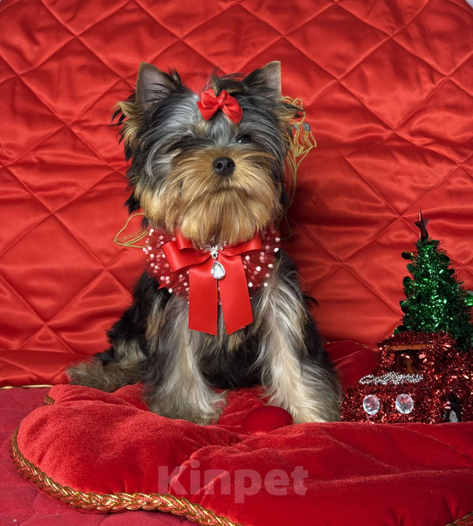 Собаки в Москве: Йоркширский терьер мальчик Мальчик, 55 000 руб. - фото 2