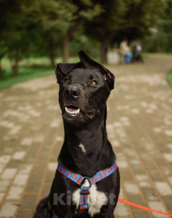 Собаки в Кудрово: Отис в поисках родителя Мальчик, Бесплатно - фото 4