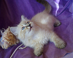 Кошки в Краснодаре: Котята Невская Маскарадная Color Point Blue Point Колор Поинт Пушистые Девочка, 37 000 руб. - фото 2