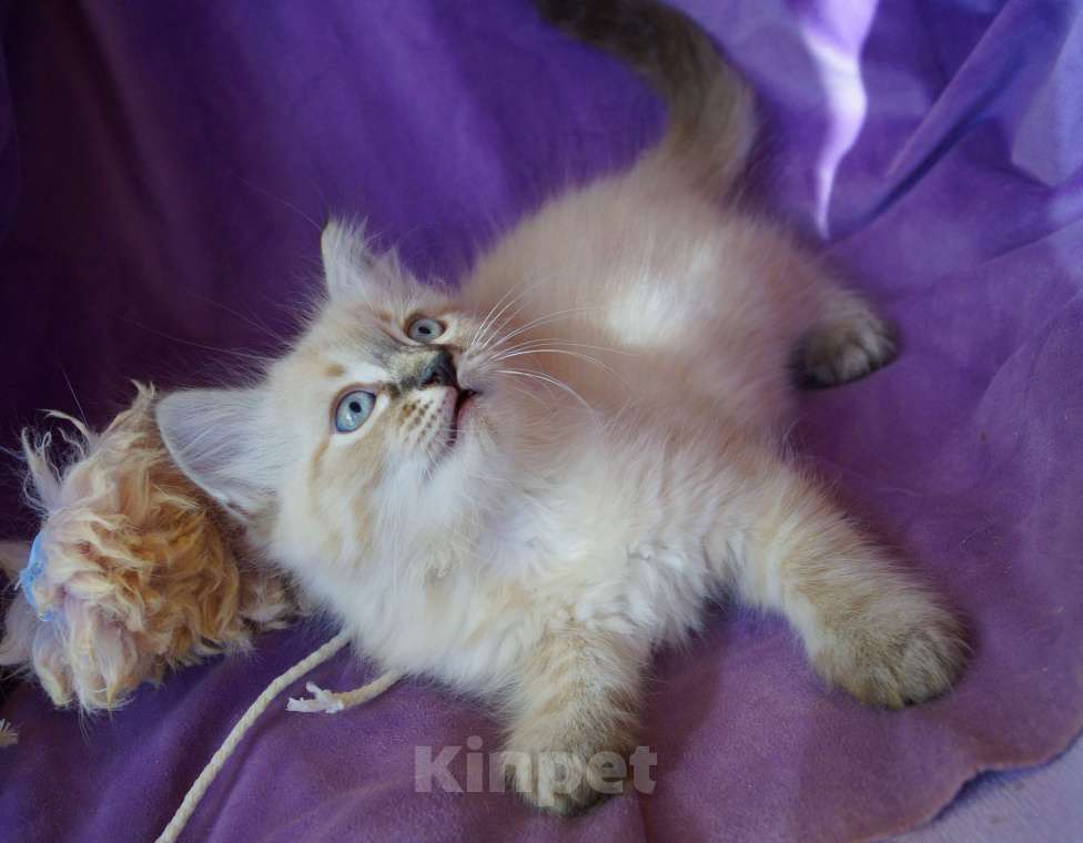 Кошки в Краснодаре: Котята Невская Маскарадная Color Point Blue Point Колор Поинт Пушистые Девочка, 37 000 руб. - фото 2