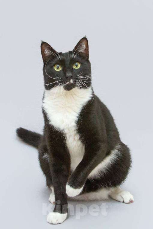 Кошки в Москве: Кот Антошка ищет свою семью.  Мальчик, Бесплатно - фото 6