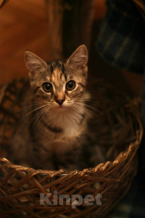 Кошки в Москве: Котенок Луна ищет дом Девочка, Бесплатно - фото 3
