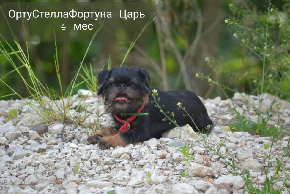 Собаки в Пскове: Бельгийский гриффон Мальчик, 50 000 руб. - фото 1