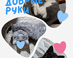 Кошки в других городах Ставропольского края: Котята ищут дом Разнополые, Бесплатно - фото 1